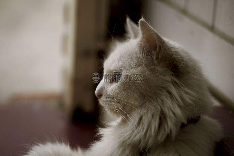 动物 猫 可爱的