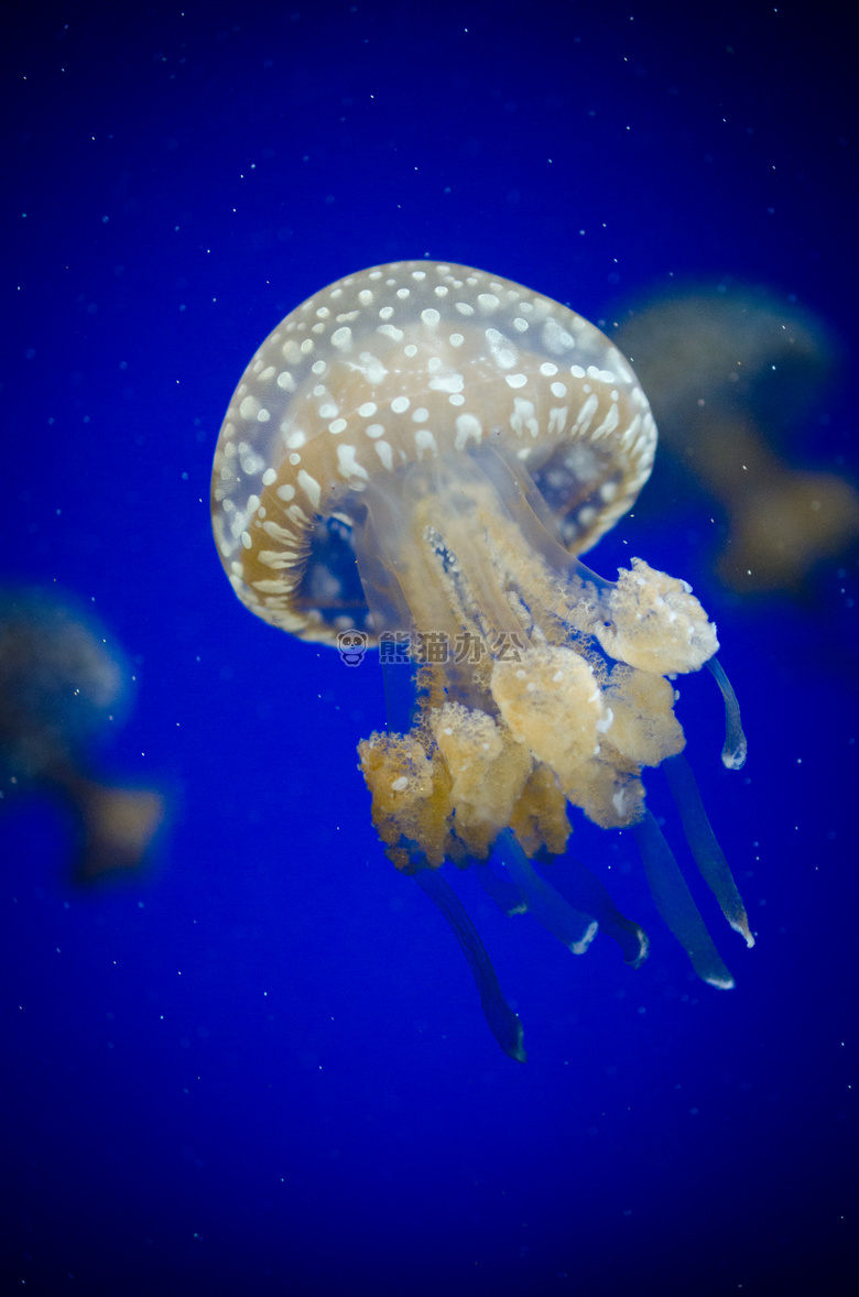 水族馆 水生 深的