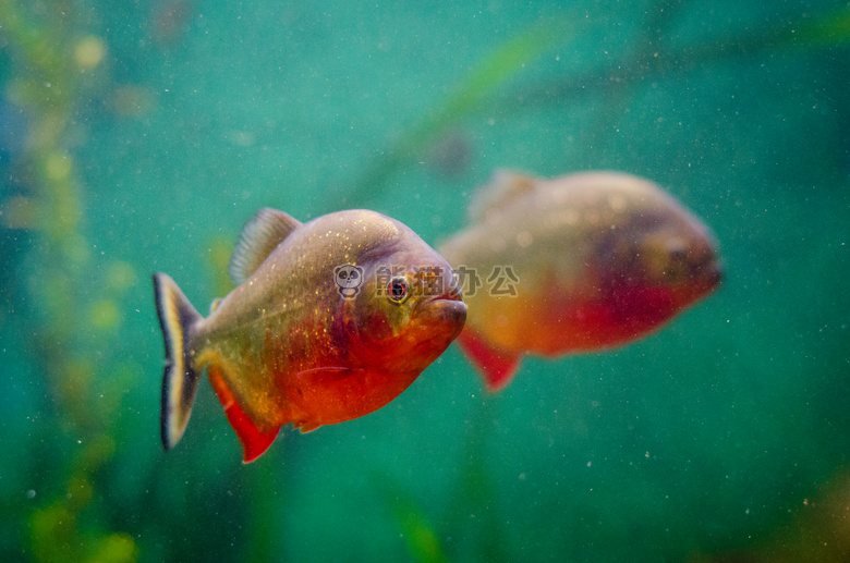 动物 水族馆 鱼