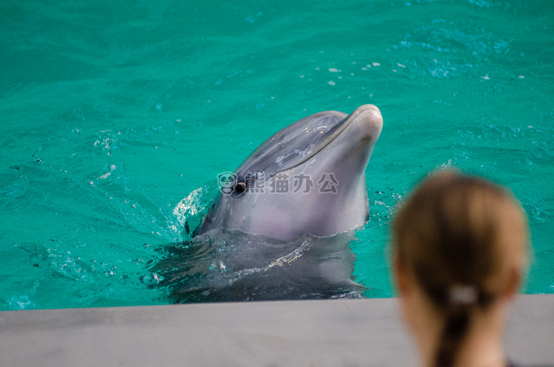 动物 水族馆 海豚