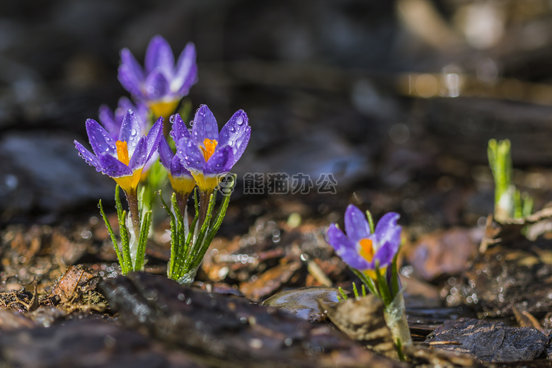 开花 番红花 露水