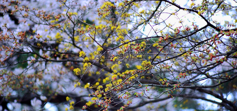 分支 特写 深度