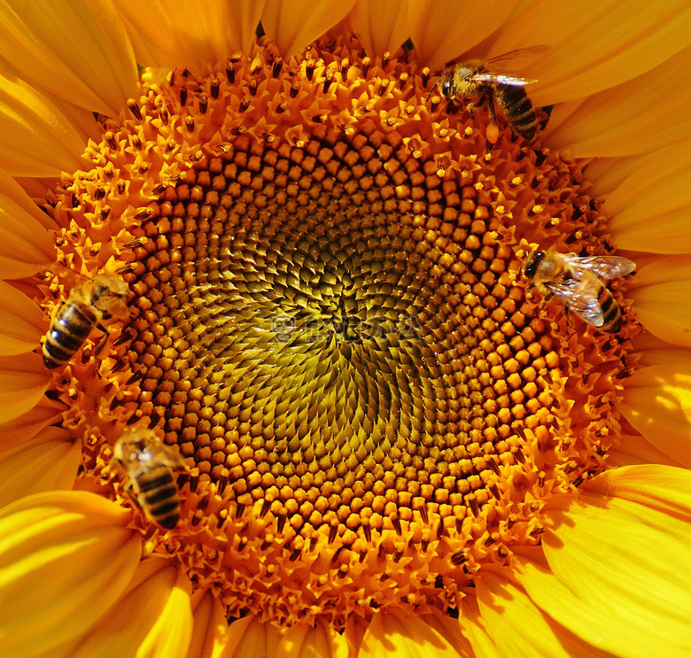 蜜蜂 开花 特写