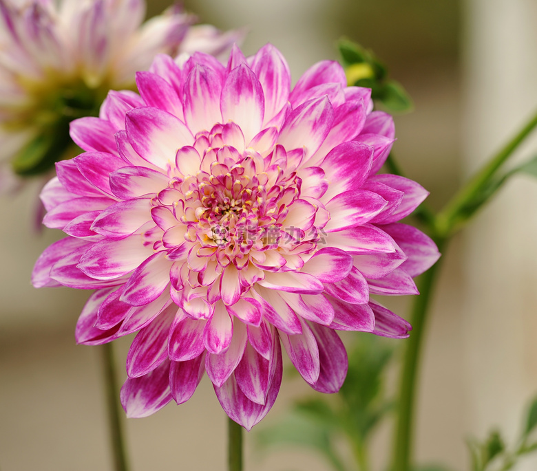 开花 菊花 特写