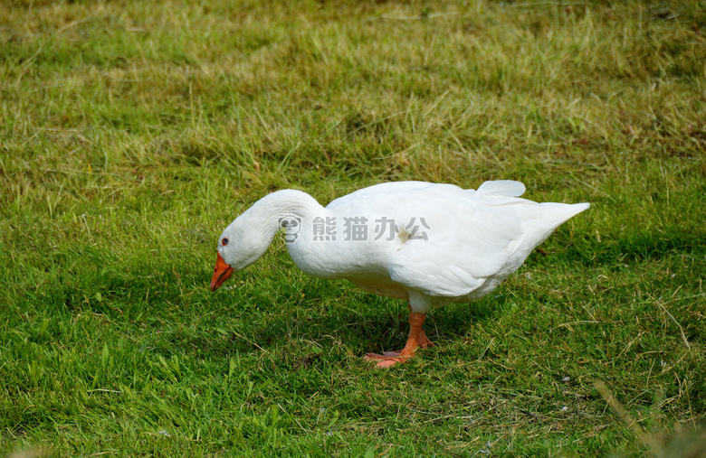 动物 鸟 羽毛