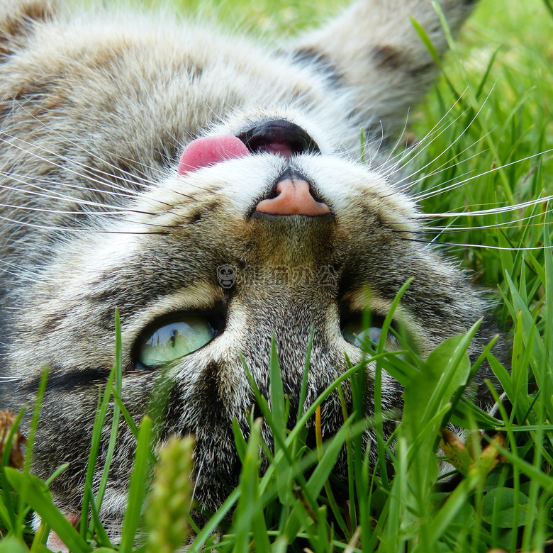 动物 猫 特写