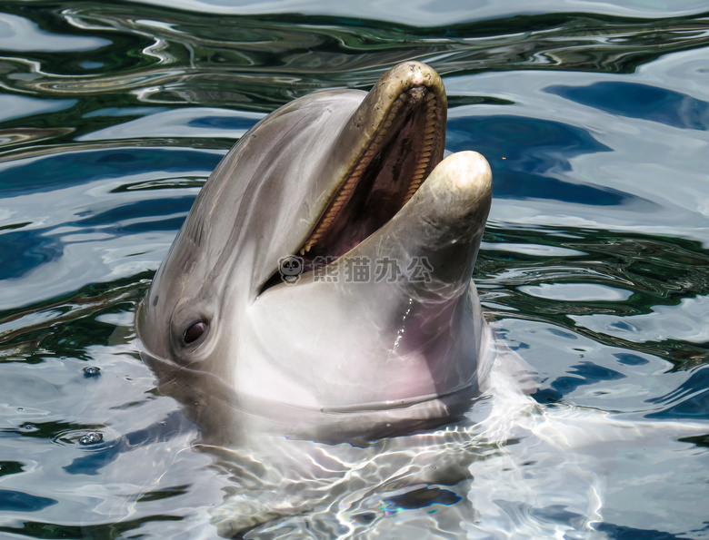 动物 海豚 鱼