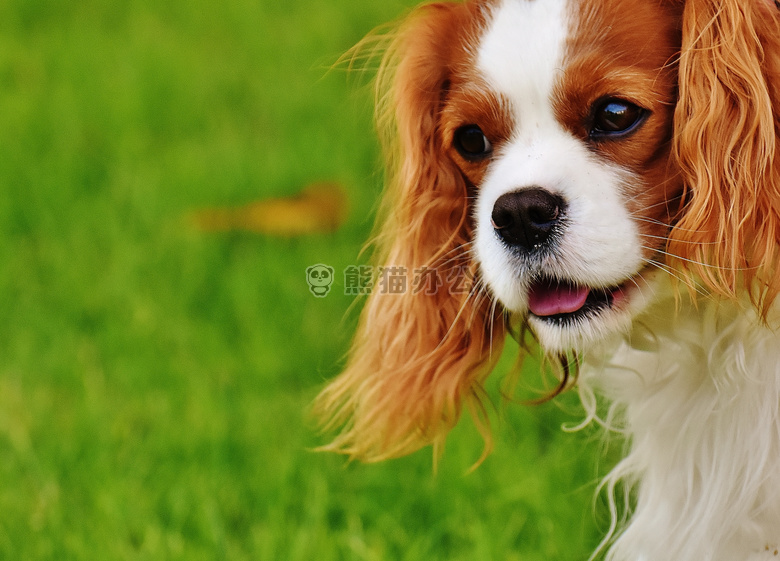 可爱极了 动物 犬