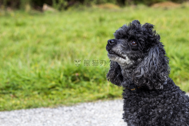 动物 犬 可爱的