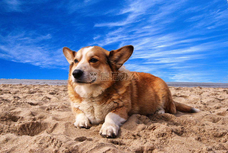 动物 海滩 犬