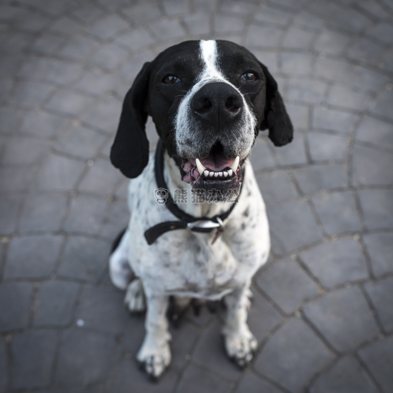 可爱极了 动物 犬