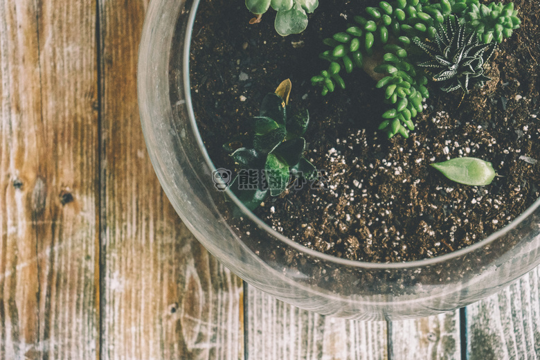 植物学的 玻璃 生长