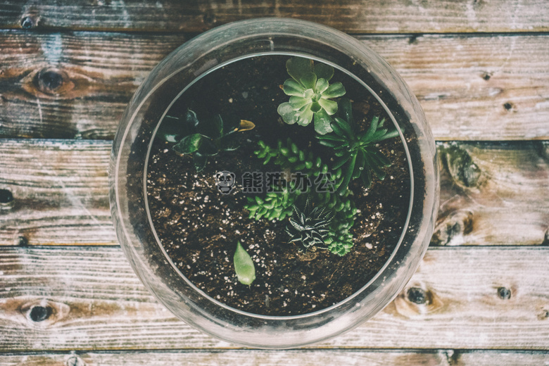 植物学的 装饰品 设计