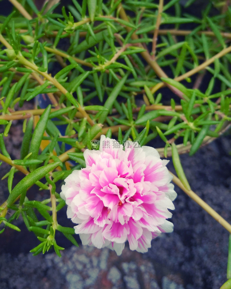 開花植物區系花