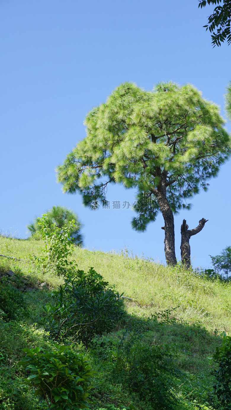 蓝色 天空 明亮的