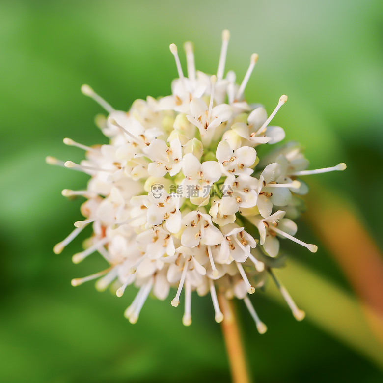 开花 风箱 风箱树属