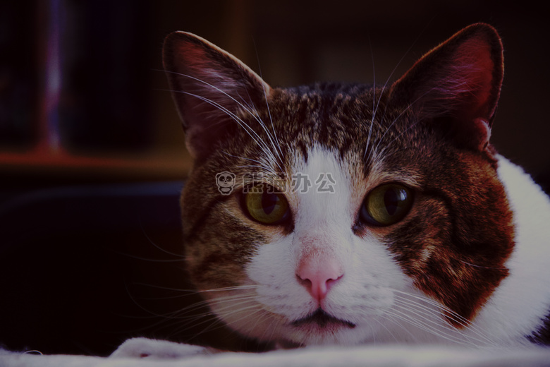 可爱极了 动物 猫