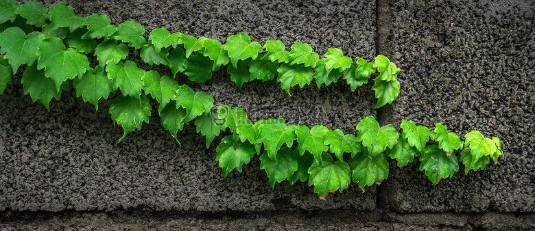 水泥 攀登 植物