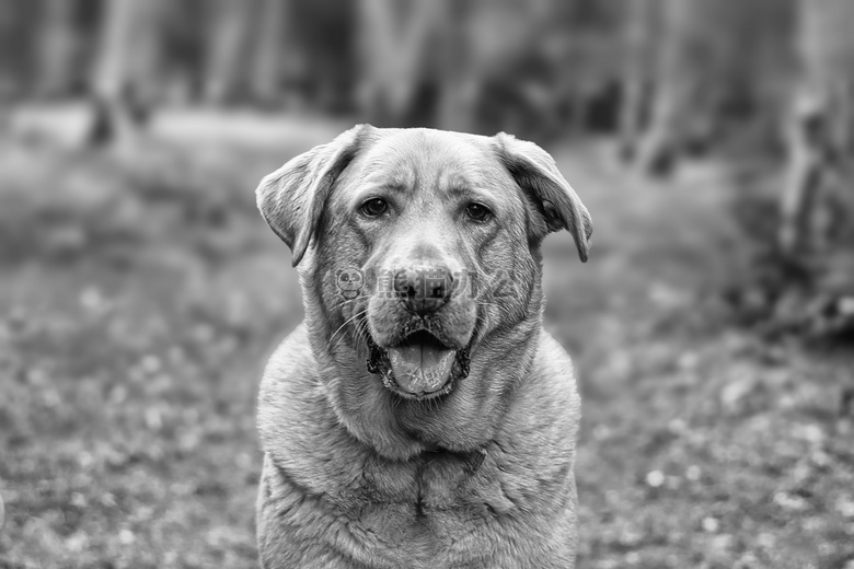 可愛極了動物黑白