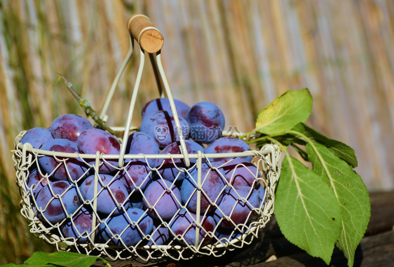 浆果 蓝莓 模糊