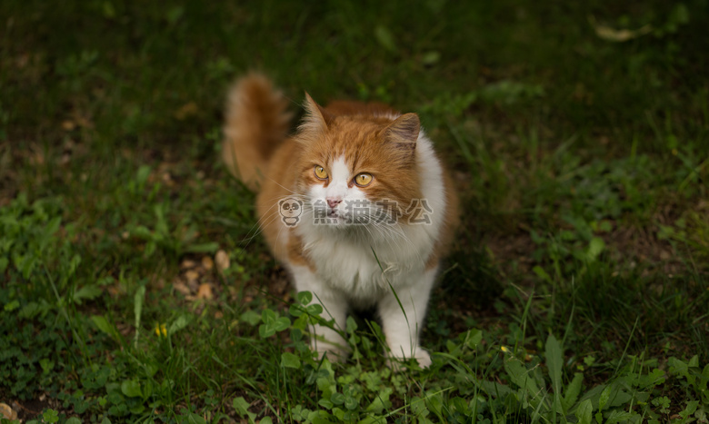 动物 繁殖 猫