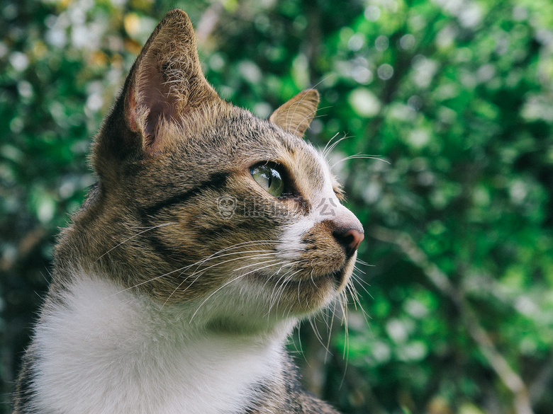 可爱极了 动物 猫