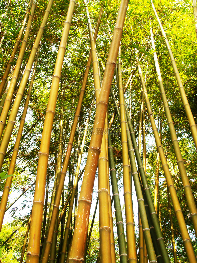 亚洲 竹 树