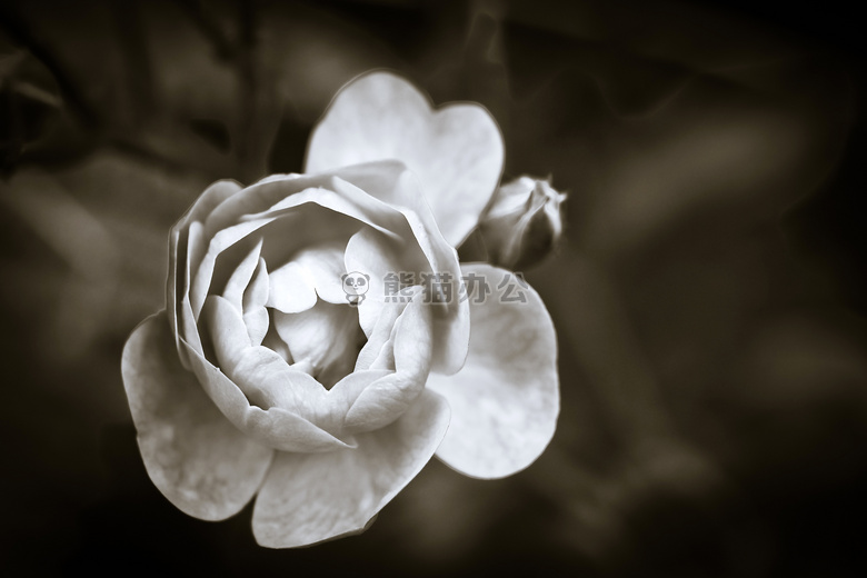 美丽的 黑白 开花
