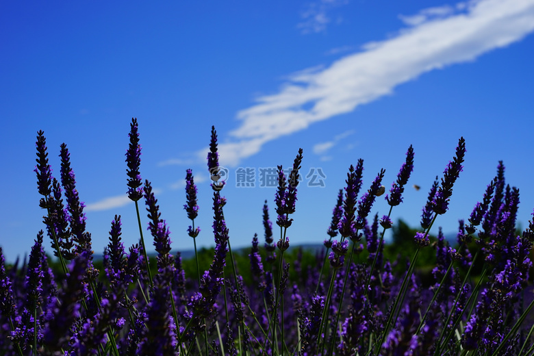 芳香 芳香的 美丽的