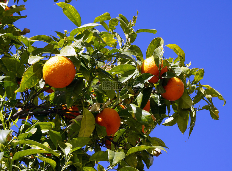 分支 柑橘 水果
