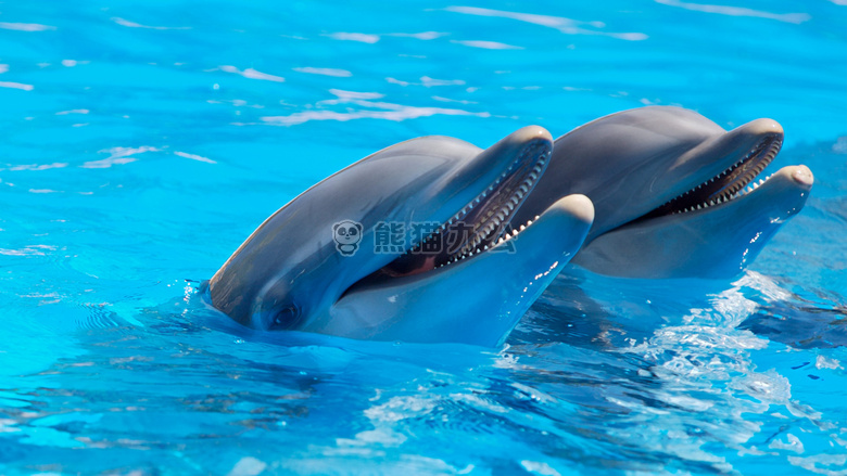动物 可爱的 海豚