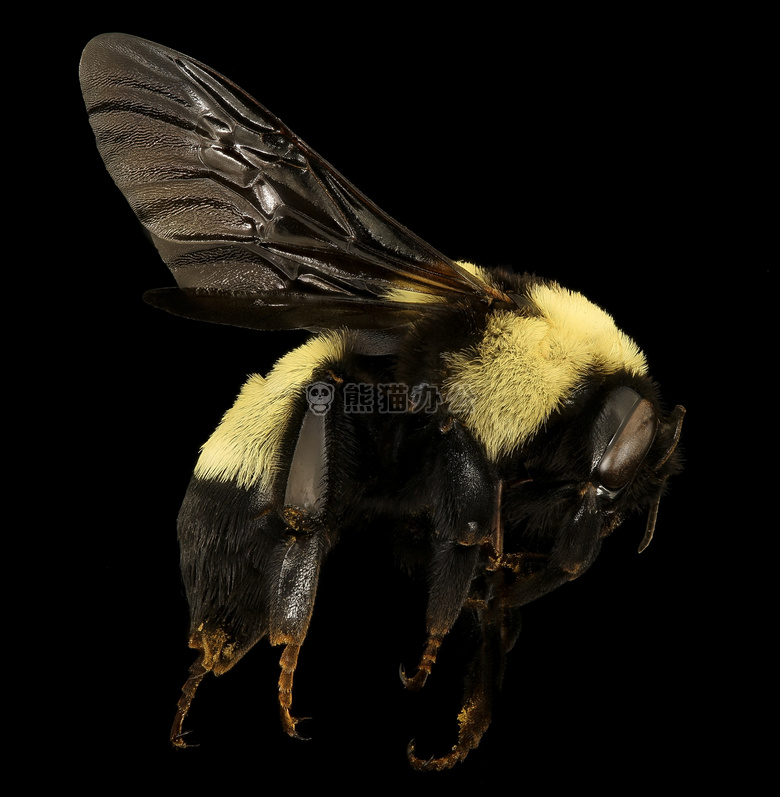 蜜蜂 缺陷 大黄蜂