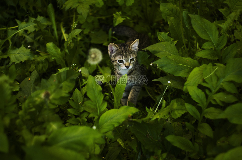 可爱极了 动物 猫