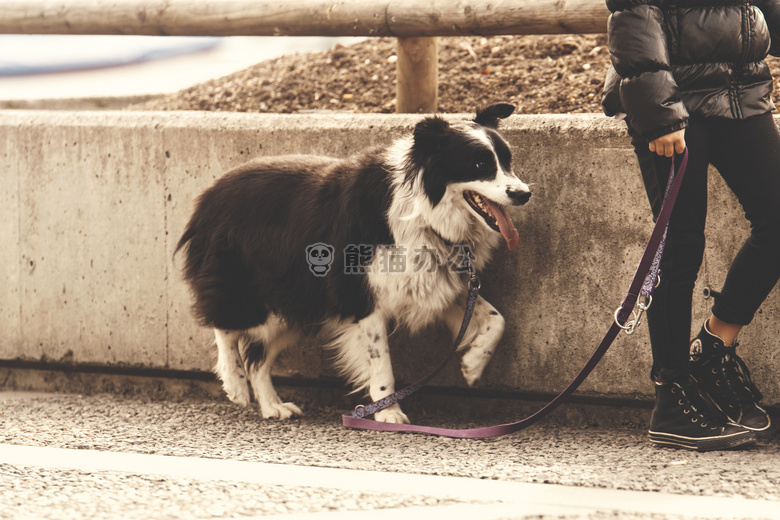 成人 动物 犬