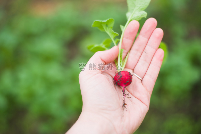 农业 生物学 模糊