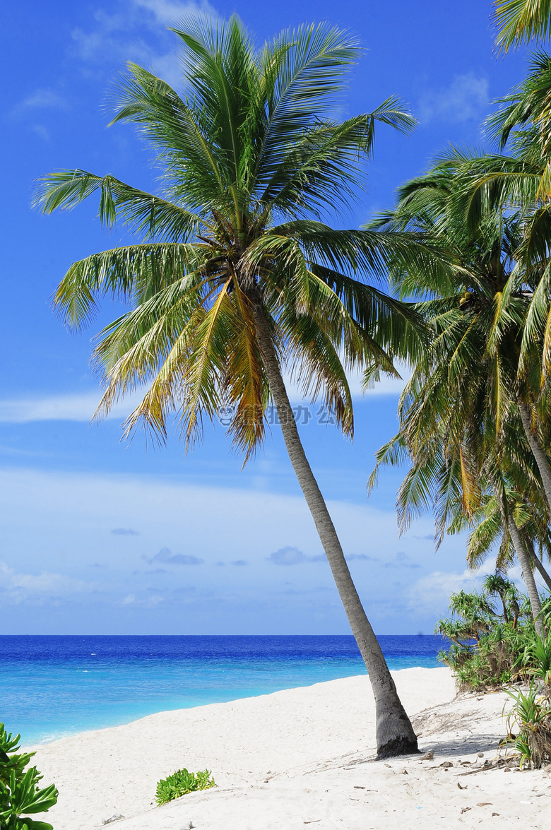 海滩 椰子 树