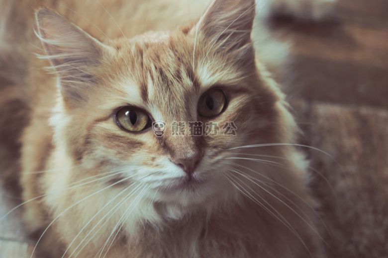 可爱极了 动物 猫