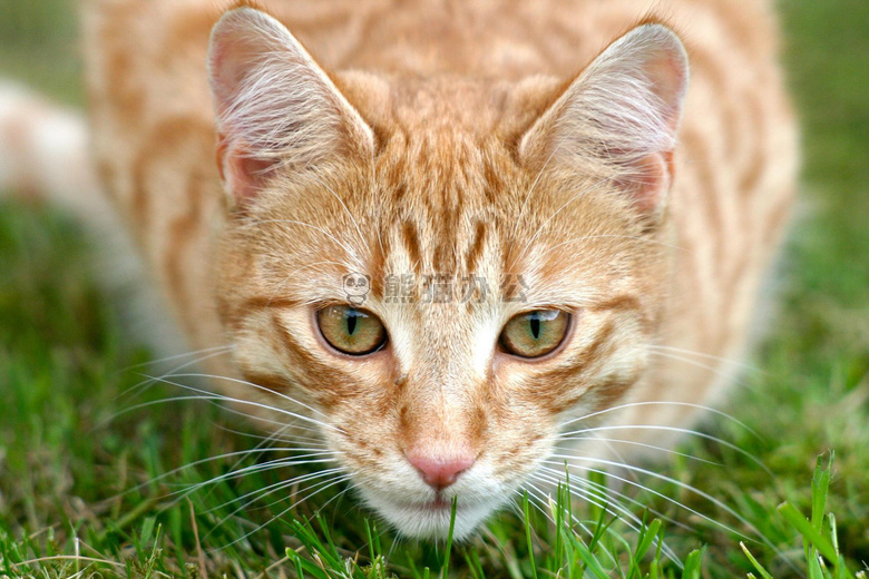 可爱极了 动物 猫