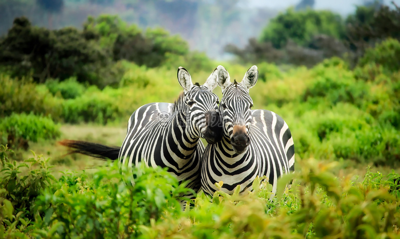 非洲 动物 保护