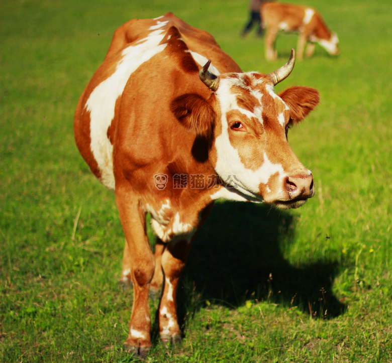 农业 动物 牛肉