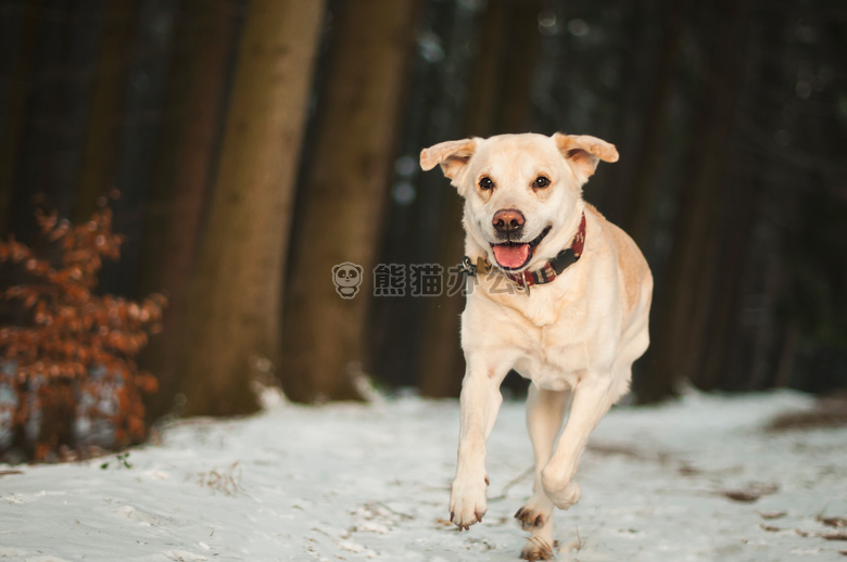 可爱极了 动物 犬