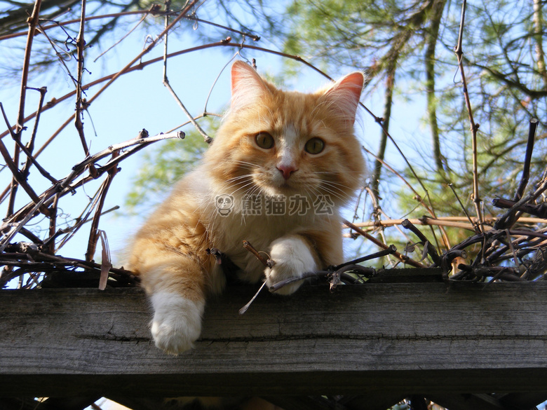 可爱极了 动物 猫