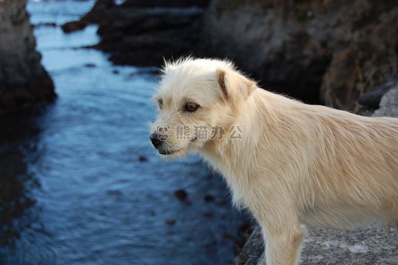 动物 繁殖 犬