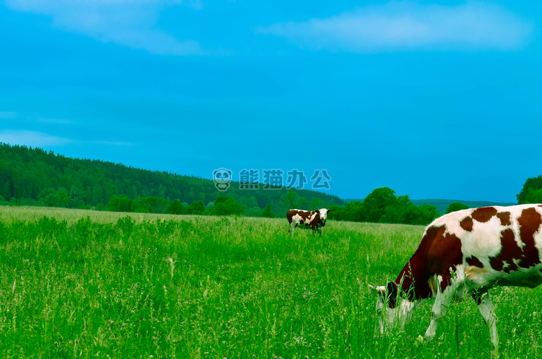 农业 动物 牛