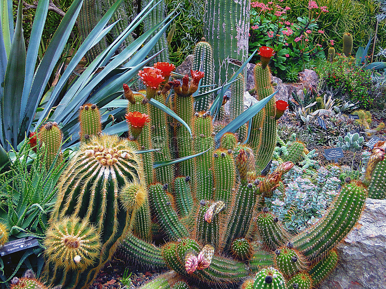 植物学的 仙人掌 颜色