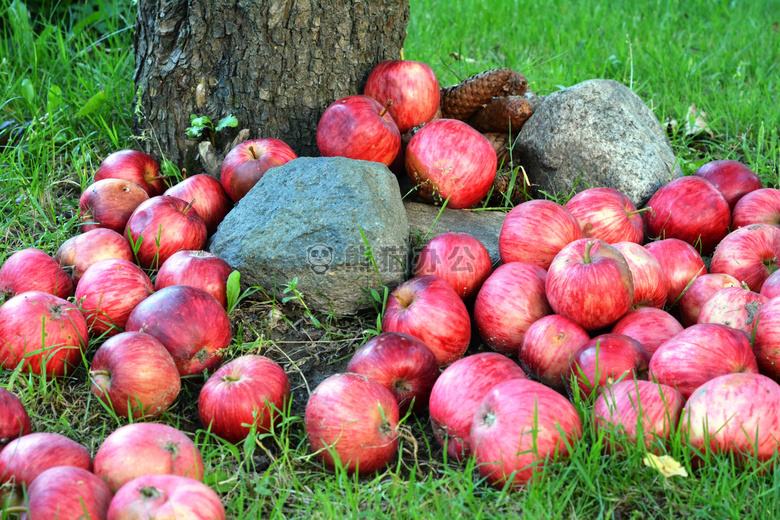 农业 苹果 批