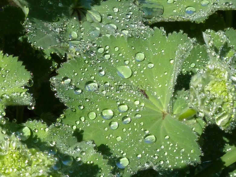 特写 露水 滴