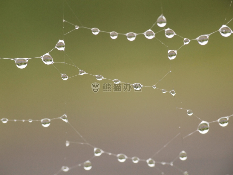 模糊 清洁的 特写