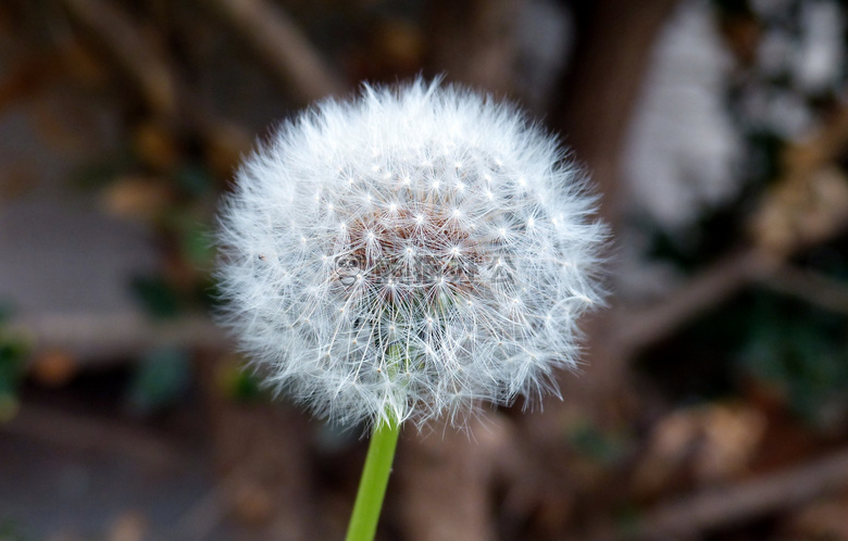 开花 模糊 特写