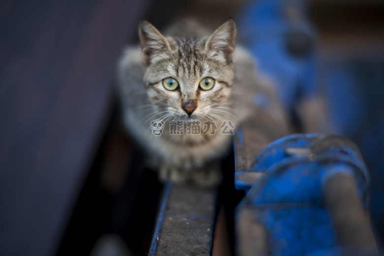 模糊 猫 特写